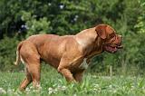 DOGUE DE BORDEAUX 234